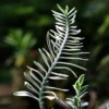 Buy Variegated Pedilanthus, Devil's backbone From Nursery Nisarga