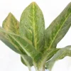 Buy Aglaonema Butterfly - Plant From Nursery Nisarga