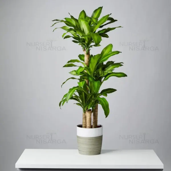 Buy Big size Brazilian lucky wood – Plant from nursery nisarga