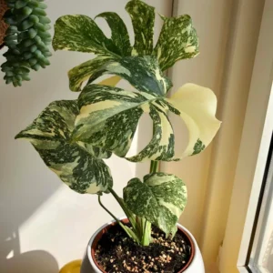 Buy Thai Constellation Monstera Deliciousa "Variegated Monstera" - Plant From Nursery Nisarga