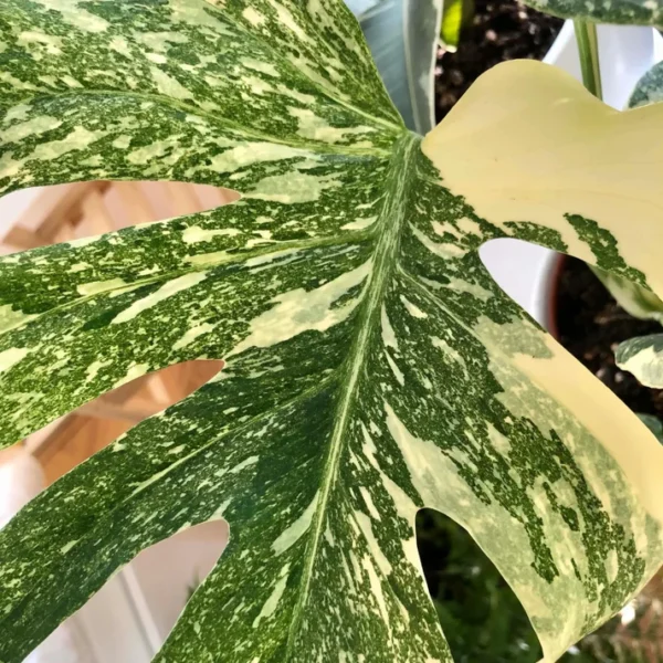 Buy Thai Constellation Monstera Deliciousa "Variegated Monstera" - Plant From Nursery Nisarga