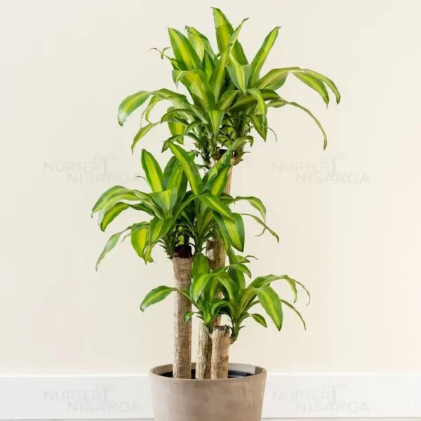 Buy Big size Brazilian lucky wood – Plant from nursery nisarga