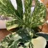 Buy Thai Constellation Monstera Deliciousa "Variegated Monstera" - Plant From Nursery Nisarga