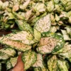 Buy Aglaonema Etta Rose "Aglaonema Super White Pink" - Plant From N-ursery Nisarga