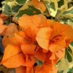 Buy Doctor Rao Bougainvillea - Plant From Nursery Nisarga