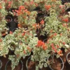 Buy Doctor Rao Bougainvillea - Plant From Nursery Nisarga