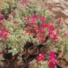 Buy Doctor Rao Bougainvillea - Plant From Nursery Nisarga