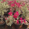 Buy Doctor Rao Bougainvillea - Plant From Nursery Nisarga