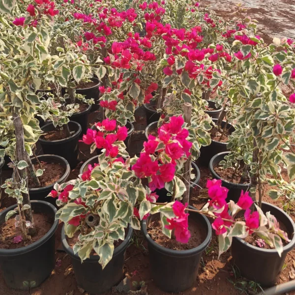 Buy Doctor Rao Bougainvillea - Plant From Nursery Nisarga