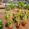 Buy Big size Brazilian lucky wood - Plant From Nursery Nisarga