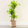 Buy Big size Brazilian lucky wood – Plant From Nursery Nisarga