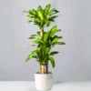 Buy Big size Brazilian lucky wood – Plant From Nursery Nisarga