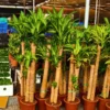 Buy Big size Brazilian lucky wood - Plant From Nursery Nisarga