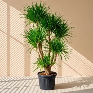 Buy Dracaena Draco "Multihead" - Plant from Nursery nisarga