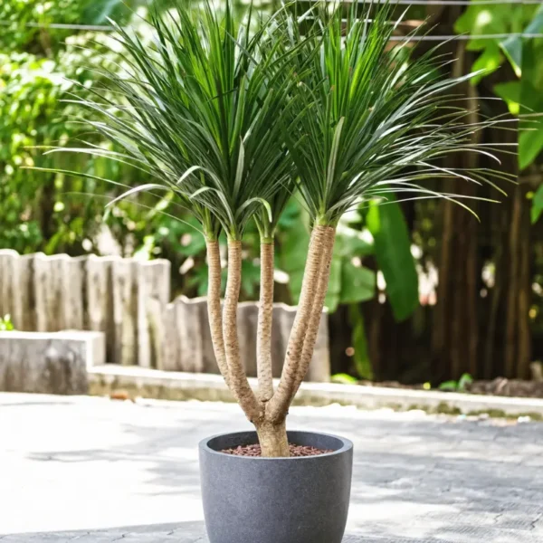 Buy Dracaena Draco "Multihead" - Plant from Nursery nisarga