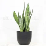 Buy Sansevieria Superba Green - Snake Plant From Nursery Nisarga