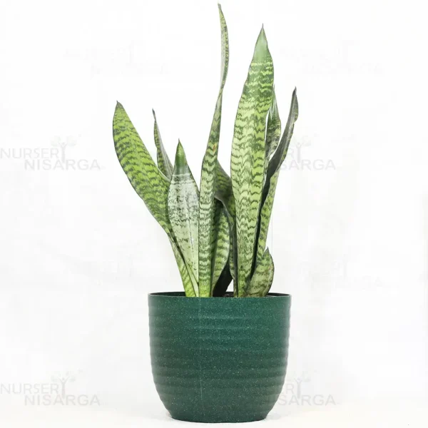 Buy Sansevieria Superba Green - Snake Plant From Nursery Nisarga