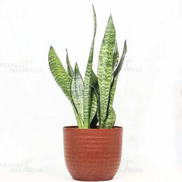 Buy Sansevieria Superba Green - Snake Plant From Nursery Nisarga