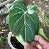 Buy Philodendron Gloriosum | Glorious Philo plant From Nursery Nisarga