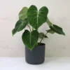 Buy Philodendron Gloriosum | Glorious Philo plant From Nursery Nisarga