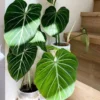 Buy Philodendron Gloriosum | Glorious Philo plant From Nursery Nisarga