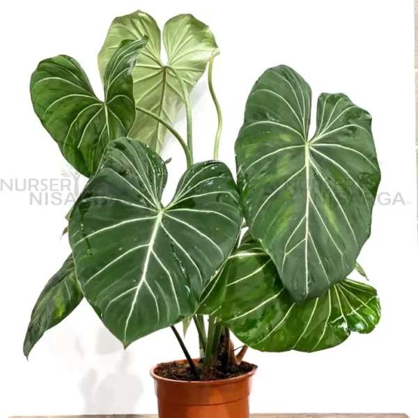 Buy Philodendron Gloriosum | Glorious Philo plant From Nursery Nisarga