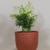 Buy Parlour Palm (Chamaedorea Elegans, Bamboo Palm) - Plant from nursery nisarga