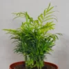 Buy Parlour Palm (Chamaedorea Elegans, Bamboo Palm) - Plant from nursery nisarga