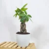 Buy Braided Pachira Aquatic, Money Tree bonsai - Plant from nursery nisarga