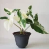 Syngonium Albo "Variegata" - Plant