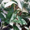 Syngonium Albo "Variegata" - Plant