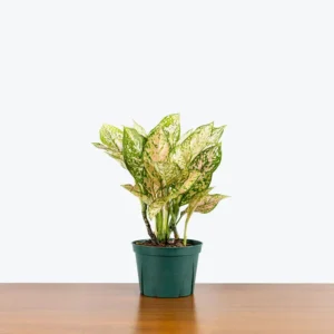 Buy Aglaonema Etta Rose "Aglaonema Super White Pink" - Plant From N-ursery Nisarga