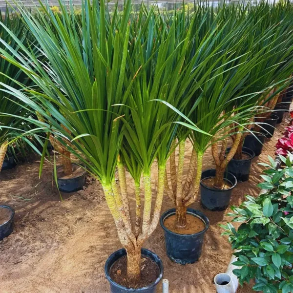 Buy Dracaena Draco "Multihead" - Plant from Nursery nisarga