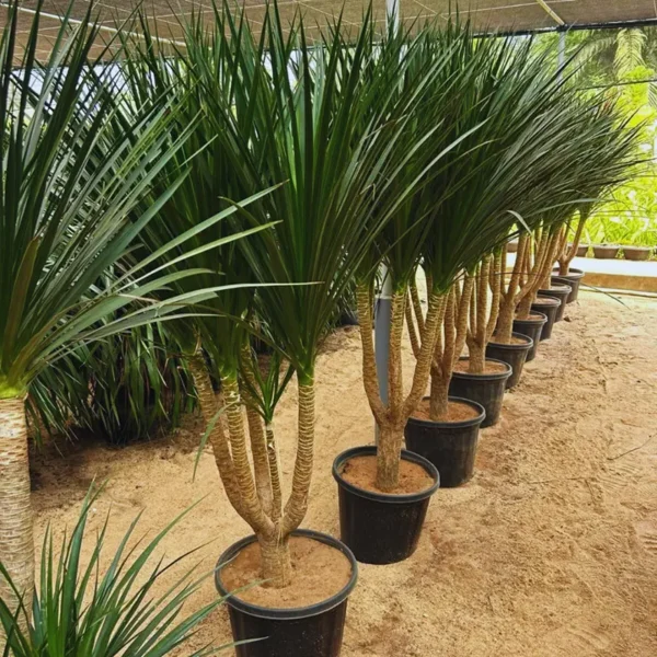 Buy Dracaena Draco "Multihead" - Plant from Nursery nisarga