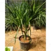 Buy Dracaena Draco "Multihead" - Plant From Nursery Nisarga