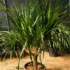 Buy Dracaena Draco "Multihead" - Plant From Nursery Nisarga