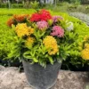 Buy Dwarf Ixora "Multicolor Flowering" - Plant From Nursery Nisarga