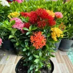 Buy Dwarf Ixora "Multicolor Flowering" - Plant From Nursery Nisarga