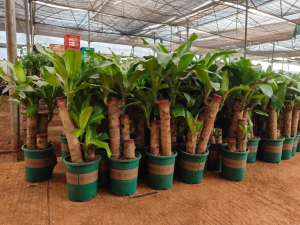 Buy Big size Brazilian lucky wood - Plant From Nursery Nisarga