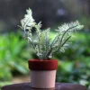 Buy Variegated Pedilanthus, Devil's backbone From Nursery Nisarga