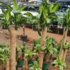 Buy Big size Brazilian lucky wood - Plant From Nursery Nisarga