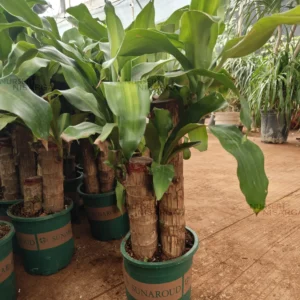 Buy Big size Brazilian lucky wood - Plant From Nursery Nisarga