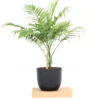 Buy Parlour Palm (Chamaedorea Elegans, Bamboo Palm) - Plant From Nursery Nisarga