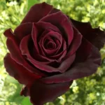 Buy Black Lady Rose - Plant From Nursery Nisarga