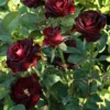 Buy Black Lady Rose - Plant From Nursery Nisarga