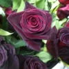 Buy Black Lady Rose - Plant From Nursery Nisarga