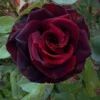 Buy Black Lady Rose - Plant From Nursery Nisarga