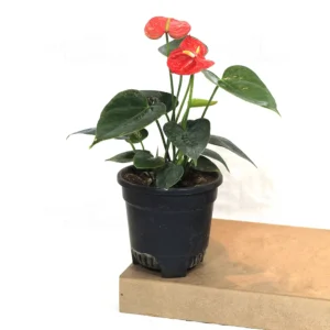 Buy Red Anthurium Plant | Painter’s Palette – Plants From Nursery Nisarga
