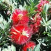 Dwarf Bottlebrush "Callistemon viminalis" - Plant