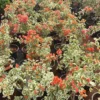 Buy Doctor Rao Bougainvillea - Plant From Nursery Nisarga